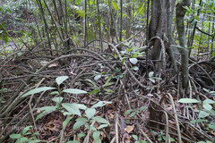 Myristica fatua var. magnifica